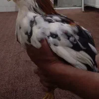 خروس