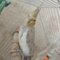 سه تا عروس هلندی سرحال
