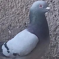 دورگ و پلاکی