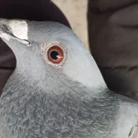 5 جفت کبوتر مسافتی