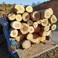 خریدار چوب سپیدار گردو بید و چوب سقفی