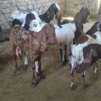 بز پاکستانی