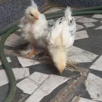 جوجه برهما
