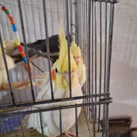 عروس هلندی ۷۰ روزه درشت
