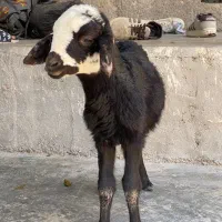 بره ماده