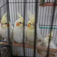 تعدادی عروس هلندی دستی