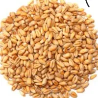 گندم بذری دیم بوجاری شده