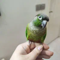 گرینچیک