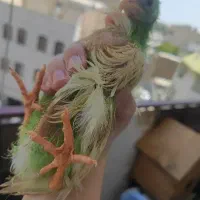مرغ خروس بچه 3 ماه رنگی