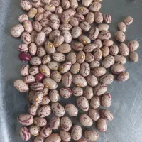 لوبیا چیتی رقم کوشا