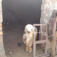 ۲ راس بره نر