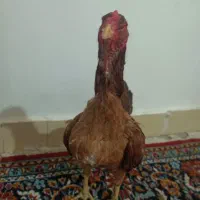 مرغ لاری نسل پشت در پشت میدانی