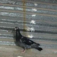 لوازم تحریر طرح .کبوتر