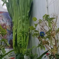 گل ذرتی