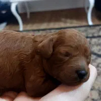 پیش فروش توله توی پودل مولدها وارداتی اصیل رنگ رد