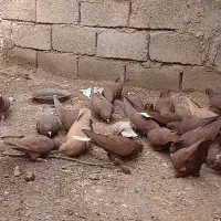 کفتر گلی دم سفیدنر