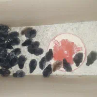 جوجه ۱۰روزه مرندی پاپر و کاکولی