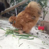 خروس ابریشم silki