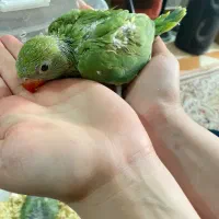 جوجه سرلاکی ملنگو