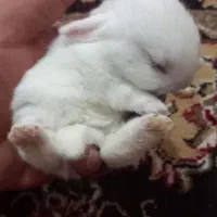 خرگوش