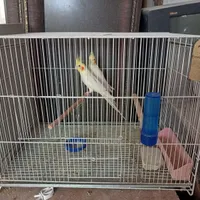 پنج جفت عروس هلندی