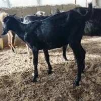 بز ماده برای فروش کهره ماده برای عید قربان