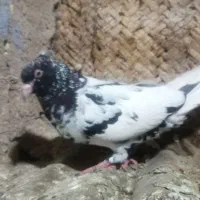 کفتر گرفتنی