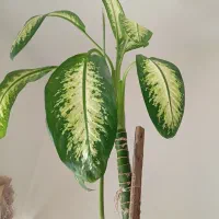 گل آپارتمانی