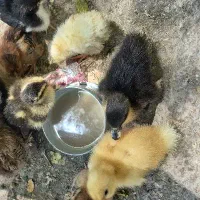 جوجه رسمی سرحال