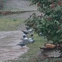 کبوتر سبز و زره ای (کفتر پلاکی)