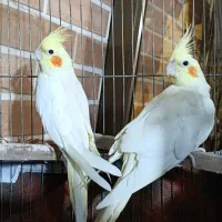 عروس هلندی لوتینو