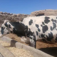 گاو 6ماه اوستن شکم دو