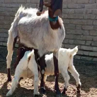 گوسفند