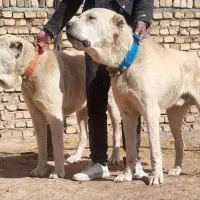 واگذاری جفت سگ افغان نر فی هردوشصت .