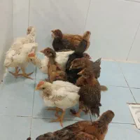 جوجی که خدمن دار خانه بزرگ شده