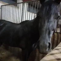 اسب ...سواری .