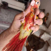 گرینچیک