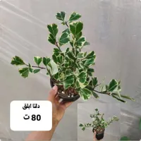 گل و گیاه طبیعی|گل و گیاه طبیعی|بندر گناوه, |دیوار