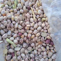 فروش صد کیلو لوبیا چیتی