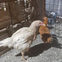 جوجه مرغ