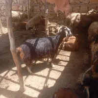 بز بزغاله بره کاور