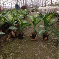 دیفن باخیاگلدان چهارده اماگل درحدگلدون سه پربرگ