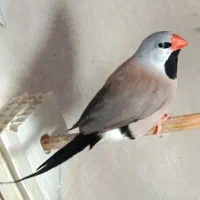 فروش جملگی پنج جفت فنج کرواتی سیلور بالغ و مست