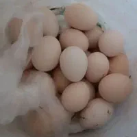 تخم مرغ محلی دونه ای ۲۲ هزارتومان