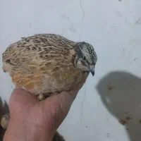 بلدرچین گوشتی و تخم گزار