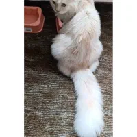 گربه ماده اماده جفت گیری