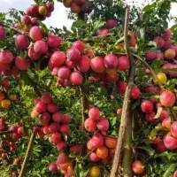 کود ارگانیک  محرک رشد  طلای سیاه معجزه می‌کند
