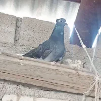 کبوتر ماده