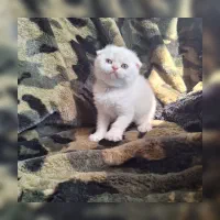 بریتیش ها ی جذاب