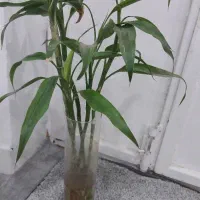 گل وگیاه طبیعی|گل و گیاه طبیعی|آبادان, |دیوار